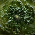 Macro photo detail of a green clove flower with water drops Royalty Free Stock Photo