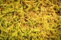 Detail of a macro shot on fresh tree moss Royalty Free Stock Photo