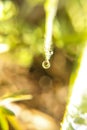 Macro photo of a dew drop in the morning with a soft perfect bokeh background