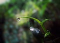 Macro photo of dews in morning fresh grass Royalty Free Stock Photo