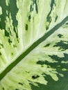 macro photo of a Dieffenbachia leaf in the garden