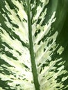 macro photo of a Dieffenbachia leaf in the garden