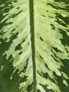 macro photo of a Dieffenbachia leaf in the garden