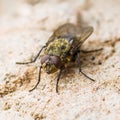 Diptera Meat Fly Insect On Rock