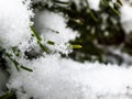 Macro photo of distinct real snowflake on a green pine needle with dark background