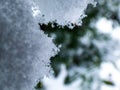 Macro photo of distinct real snowflake and snow on a green pine needle with dark background