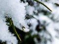 Macro photo of distinct real snowflake and snow on a green pine needles ans snow piles with dark background