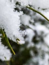 Macro photo of distinct real snowflake and snow on a green pine needles with dark background