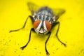 Macro photo of a domestic fly Royalty Free Stock Photo