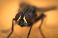 Macro photo of a domestic fly Royalty Free Stock Photo