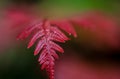 Macro photo of Doodia Aspera or Prickly rasp fern