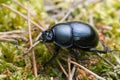 Dor beetle, Geotrupes stercorosus Royalty Free Stock Photo