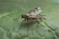 Downlooker snipefly, Rhagio scolopaceus resting on leaf