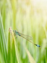 macro photo of dragonflies on young rice leaves