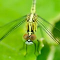 Macro photo of dragonfly on leaf, dragonfly is insect in arthropoda phylum, Insecta, dragonfly are characterized by large