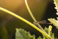 Macro photo of dragonfly on leaf, dragonfly is insect in arthropoda phylum, Insecta, dragonfly are characterized by large