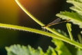Macro photo of dragonfly on leaf, dragonfly is insect in arthropoda phylum, Insecta, dragonfly are characterized by large