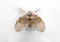 Macro Photo of Drain Fly Isolated on White Background Royalty Free Stock Photo