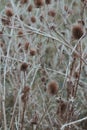 Macro photo of dried thistle. Nature background