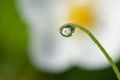 Macro photo of a drop of water or dew on grass with flower reflection Royalty Free Stock Photo