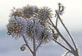 Dry barb of a burdock of fanciful shape covered with snow crystals Royalty Free Stock Photo