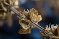 Macro photo of an dry basil plant