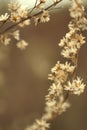 Macro photo of dry flowers grass on blurred brown