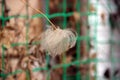 Ivy umbel on the green net background. Royalty Free Stock Photo