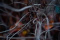 Macro photo of dry twigs with blurred background,