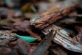 Macro photo of dry twigs with blurred background,