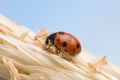 Eleven-spotted ladybird, Coccinella undecimpunctata on straw