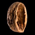 Macro photo of empty shell of walnut isolated on a black with clipping path Royalty Free Stock Photo