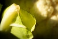 Macro Photo of End of Cauliflower Leaf