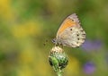 Esperarge climene , The Iranian argus butterfly on flower bud