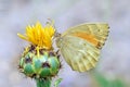 Esperarge climene , The Iranian argus butterfly on yellow flower