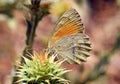 Esperarge climene , The Iranian argus butterfly on yellow flower