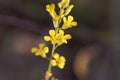 Ethiopian flower Brassica carinata Royalty Free Stock Photo