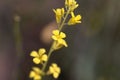 Ethiopian flower Brassica carinata