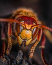 Macro photo of european hornet Royalty Free Stock Photo