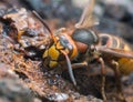 Macro photo of an european hornet, Vespa crabro feeding on sap on oak Royalty Free Stock Photo