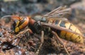 Macro photo of an european hornet, Vespa crabro feeding on sap on oak Royalty Free Stock Photo