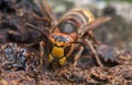 Macro photo of an european hornet, Vespa crabro feeding on sap on oak Royalty Free Stock Photo