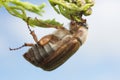 Macro photo of a european june beetle, Amphimallon solstitiale on plant