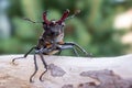 Macro photo of European stag beetle Lucanus cervus in nature