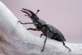 Macro photo of European stag beetle Lucanus cervus in nature. Isolated on a light background