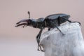Macro photo of European stag beetle Lucanus cervus in nature. Isolated on a light background