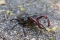 Macro of a wolf spider female of the Lycosidae family with its eggs Royalty Free Stock Photo