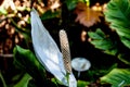 Macro photo from a exotic calla lily