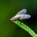 Exotic Drosophila Fruit Fly Diptera Insect on Green Grass Royalty Free Stock Photo