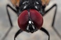 Macro Photo of Eyes of Noon Fly on The Floor